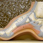 Anatomisch model van een voet
